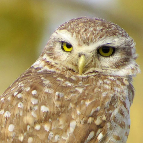 Burrowing Owl